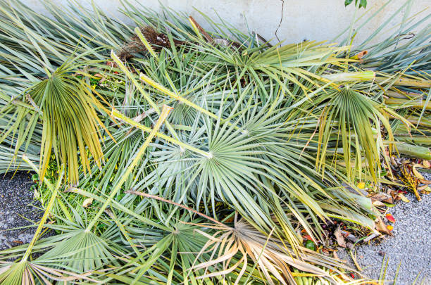 Palm Tree Removal Pietermaritzburg